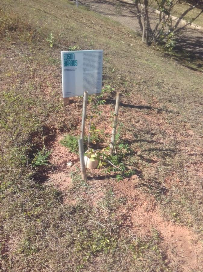 imburana jardim botânico de sorocaba 06/2018